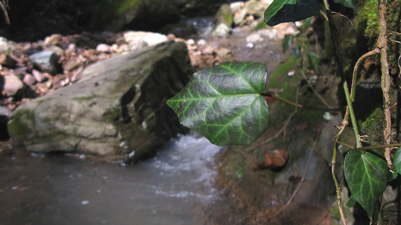 Image of genus Hedera specimen.