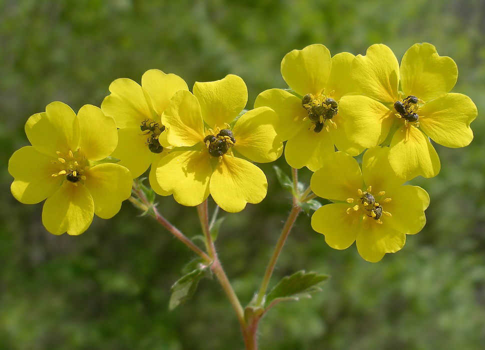 Image of Potentilla fragarioides specimen.