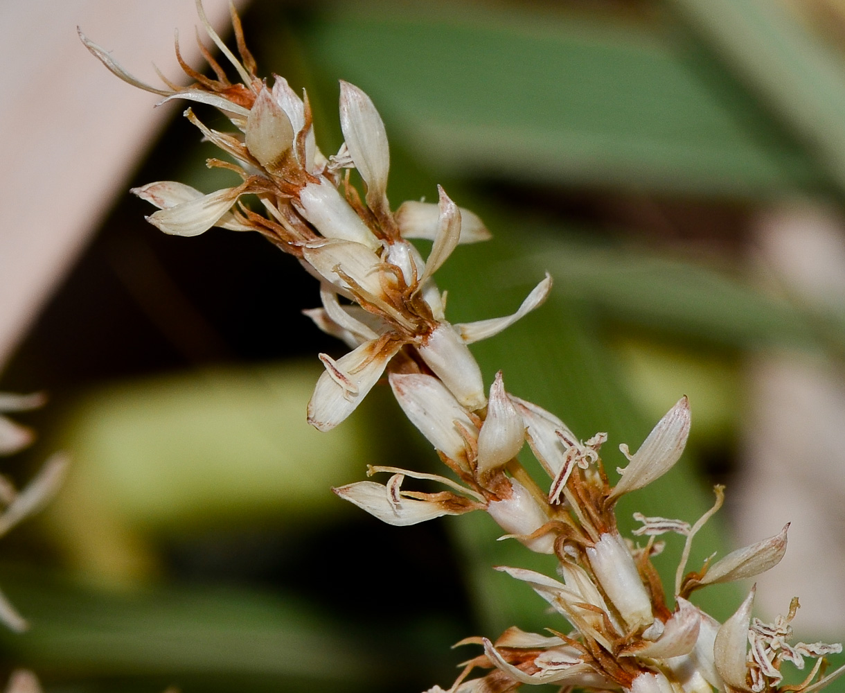 Image of Washingtonia robusta specimen.