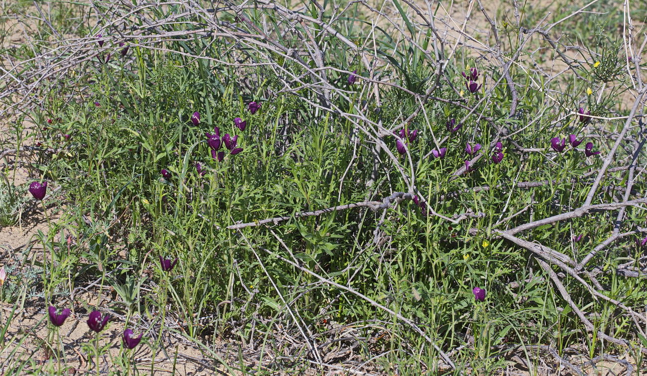 Изображение особи Roemeria hybrida.