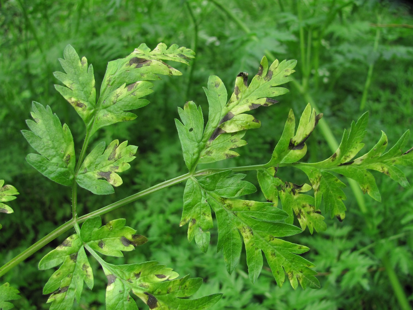 Изображение особи Anthriscus sylvestris.