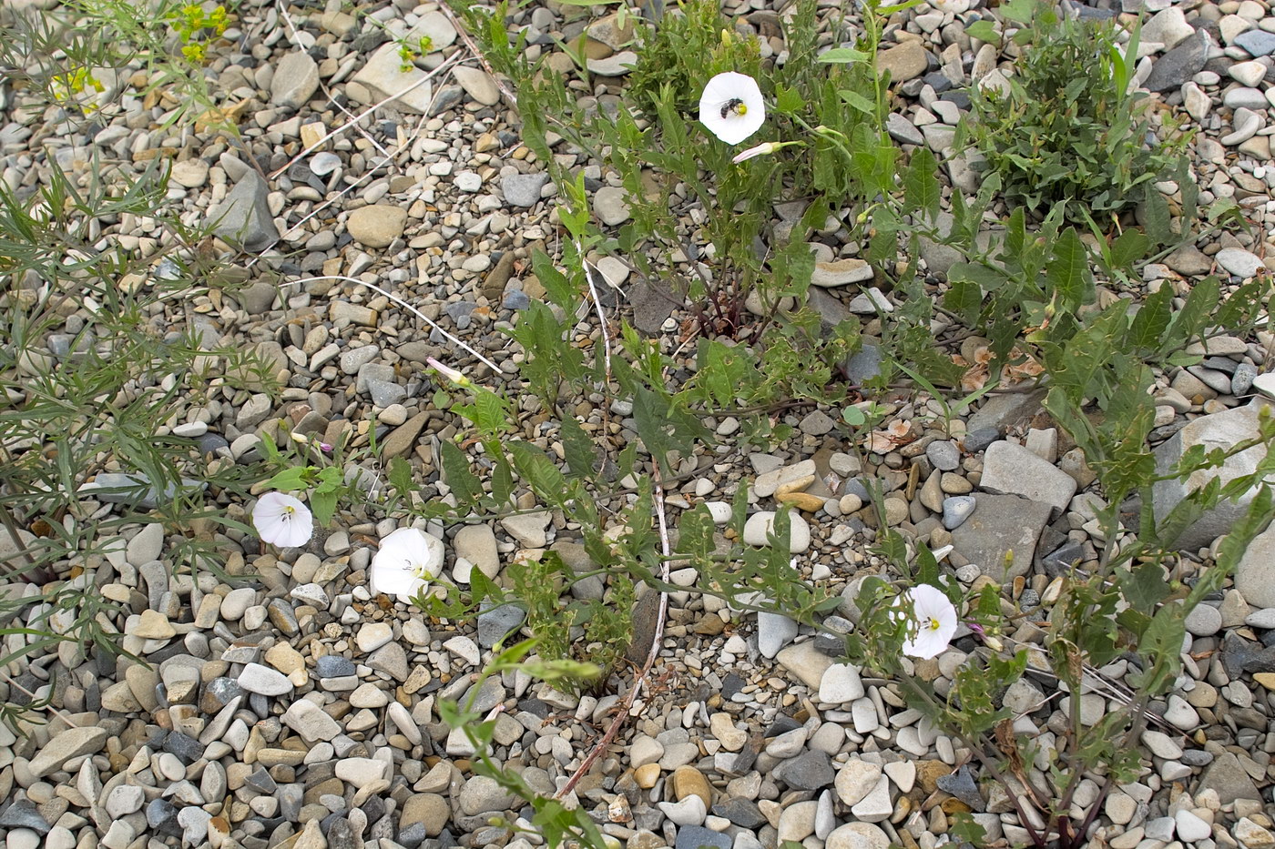 Image of Convolvulus arvensis specimen.