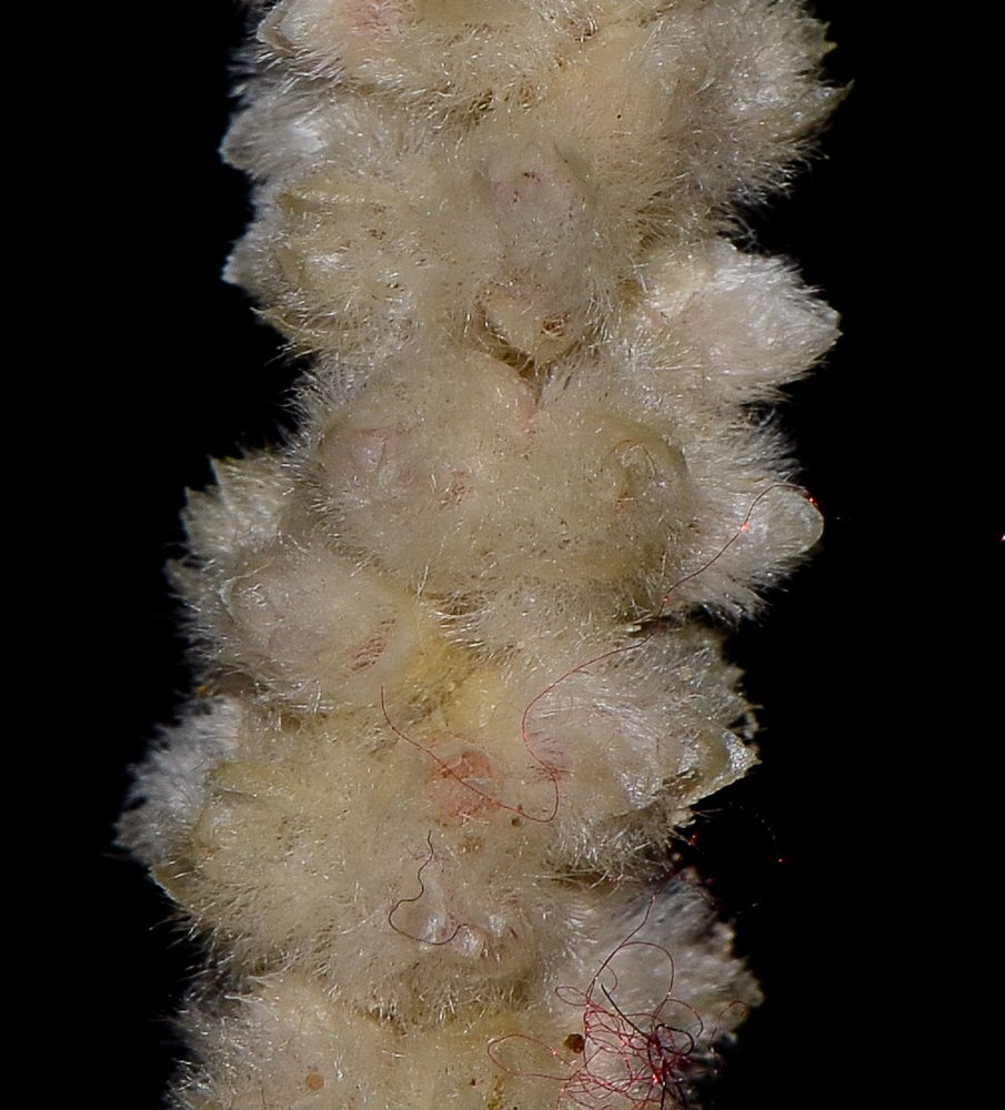 Image of Aerva javanica specimen.