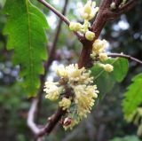 Sarcotoechia serrata. Часть побега с соцветиями. Австралия, г. Брисбен, ботанический сад. 13.12.2015.