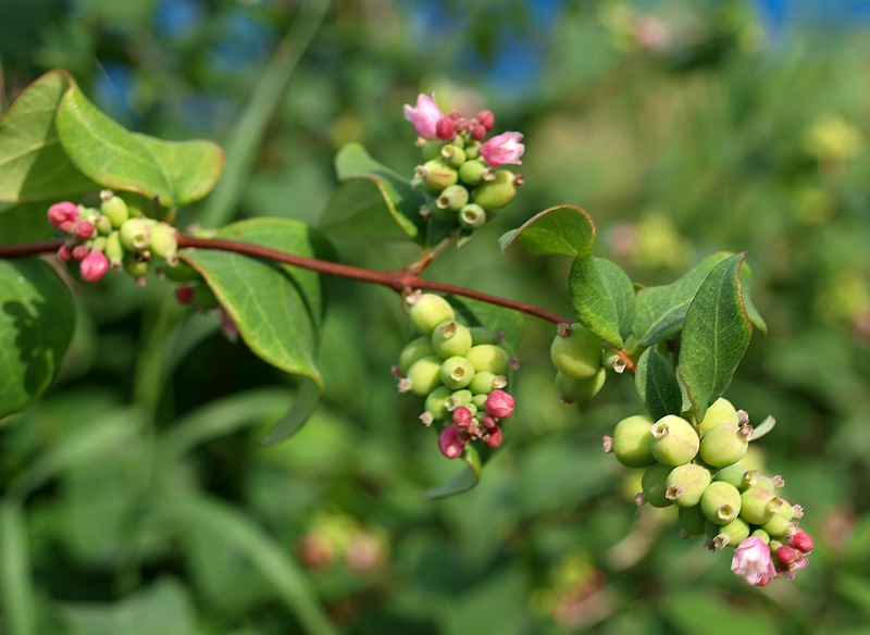 Изображение особи Symphoricarpos albus var. laevigatus.