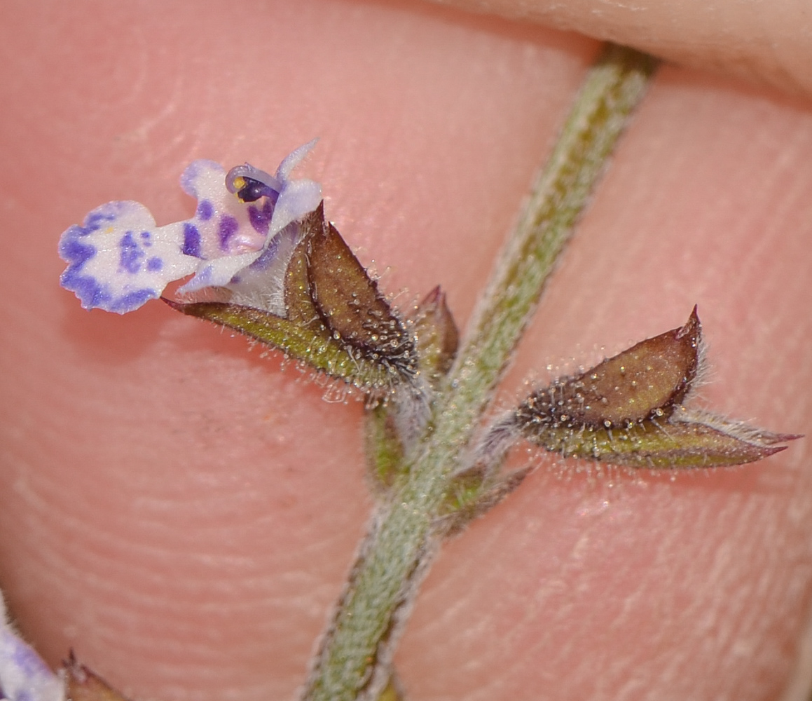 Image of Salvia aegyptiaca specimen.