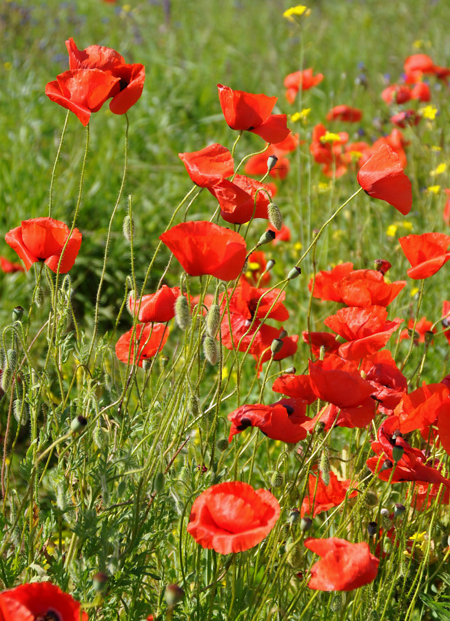 Изображение особи Papaver rhoeas.