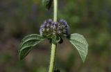 Mentha pulegium