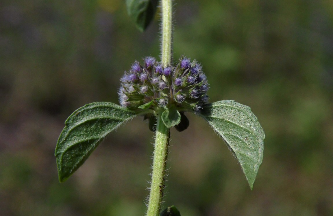 Изображение особи Mentha pulegium.