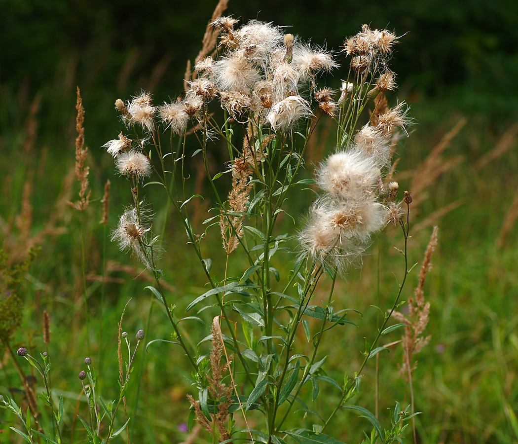 Image of Cirsium setosum specimen.