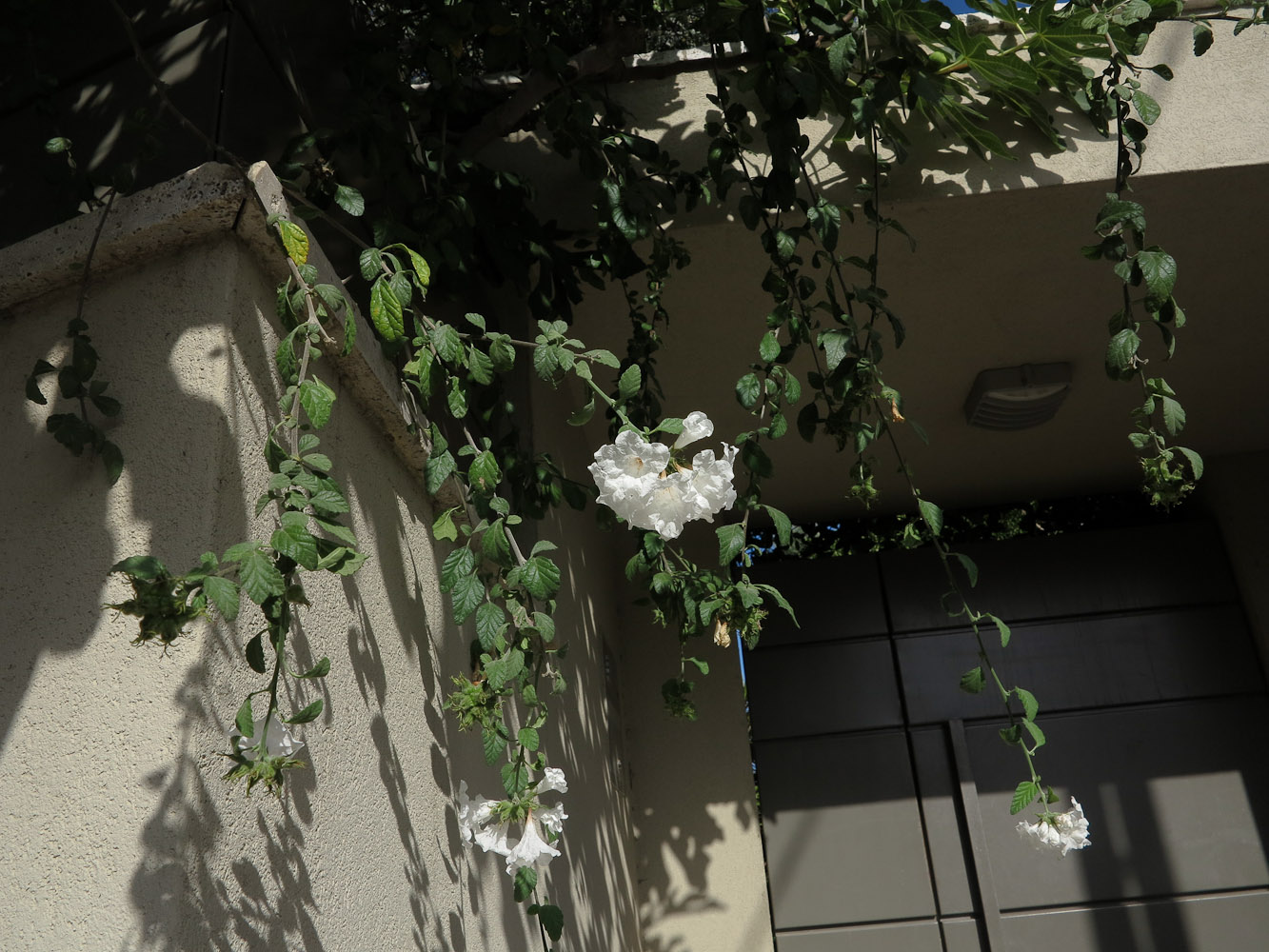 Image of Cordia parvifolia specimen.