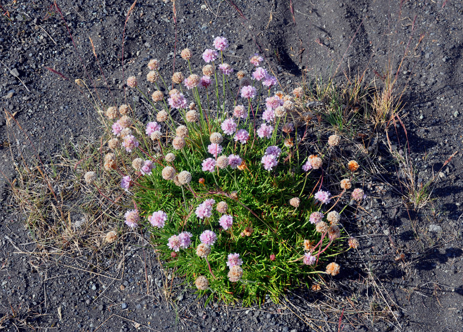 Image of Armeria maritima specimen.