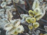 Salix cinerea