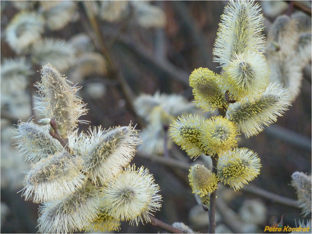 Изображение особи Salix cinerea.