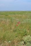 Смотреть изображение Alcea rosea