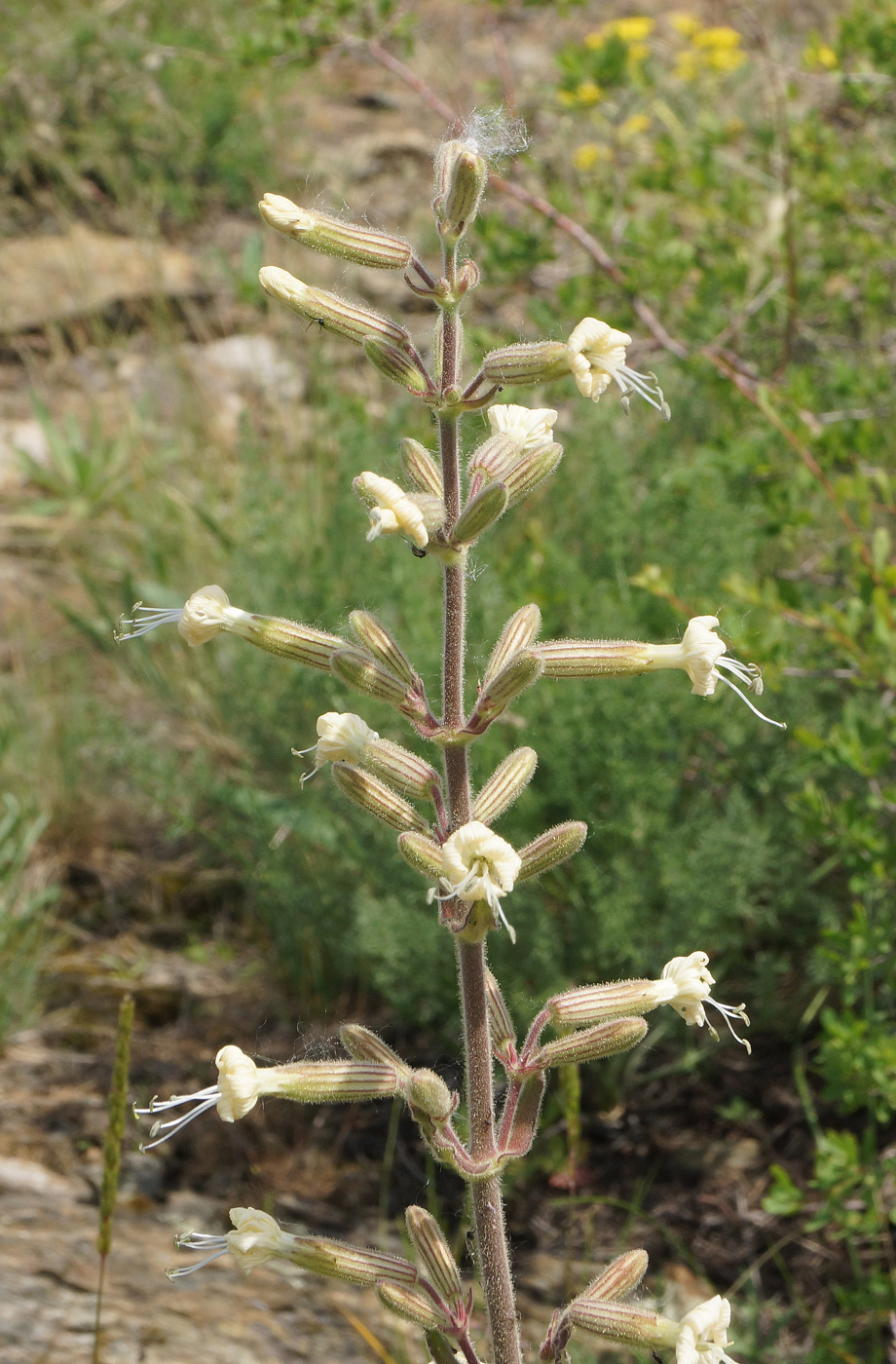 Image of Silene viscosa specimen.