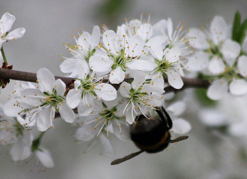 Image of Prunus spinosa specimen.