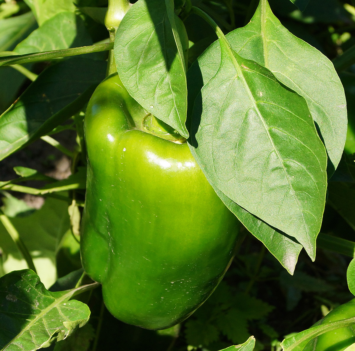 Image of Capsicum annuum specimen.