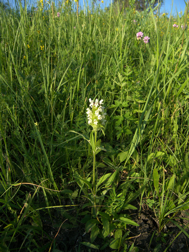 Image of Prunella laciniata specimen.