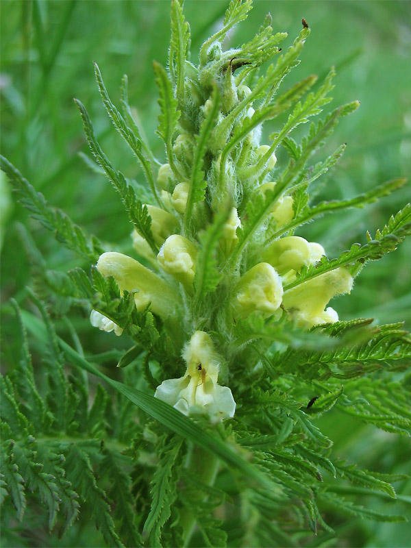 Изображение особи Pedicularis hacquetii.