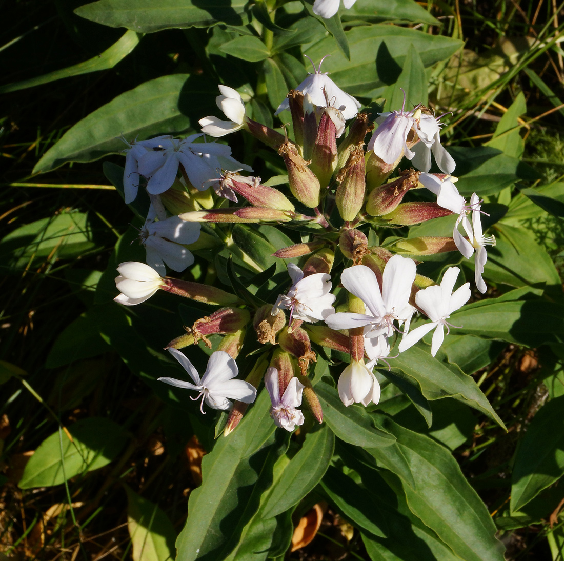 Image of Saponaria officinalis specimen.