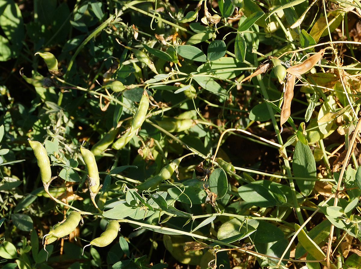 Image of Lathyrus tuberosus specimen.