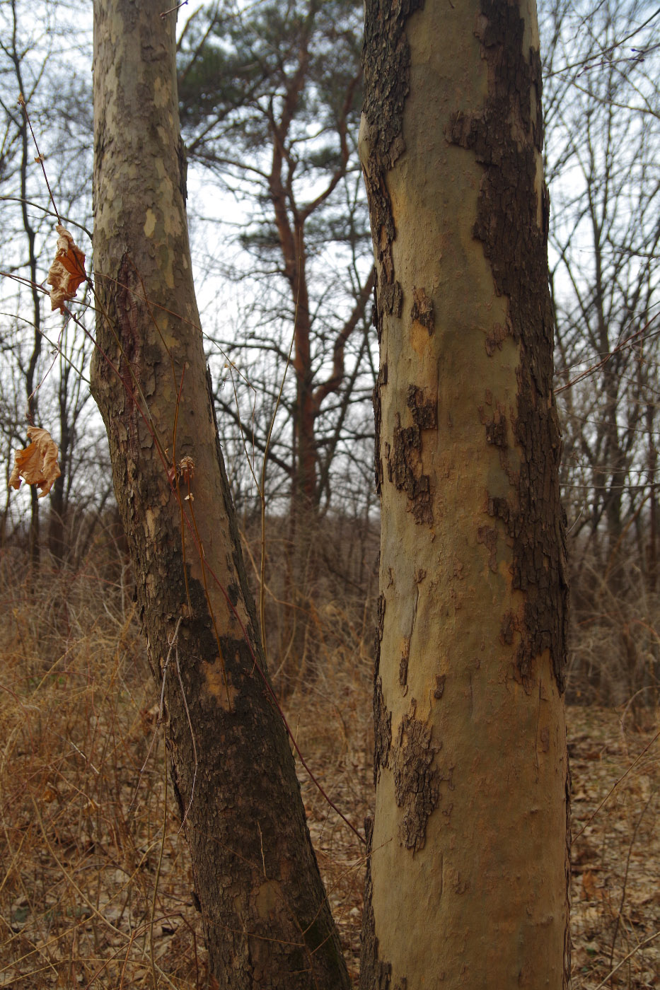 Изображение особи Platanus &times; acerifolia.