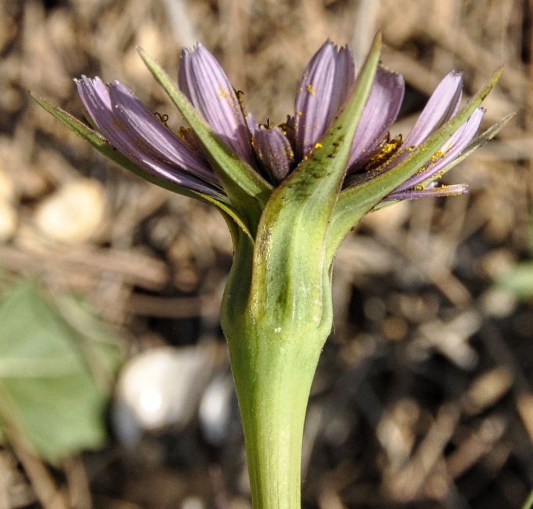 Image of Tragopogon porrifolius ssp. eriospermus specimen.