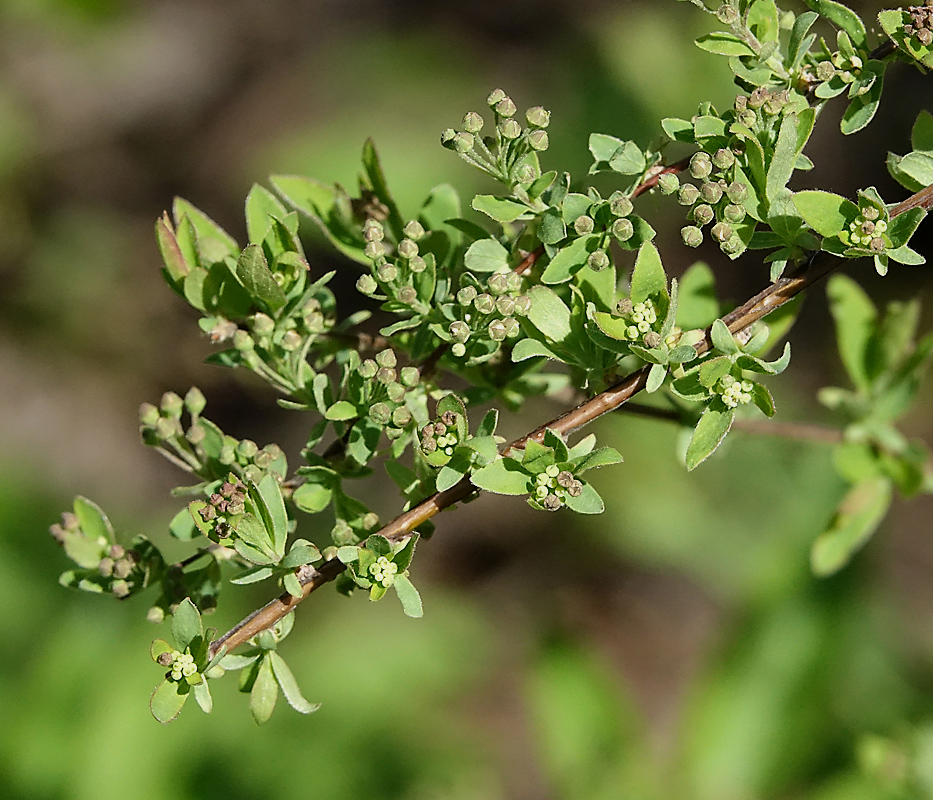 Image of Spiraea &times; cinerea specimen.