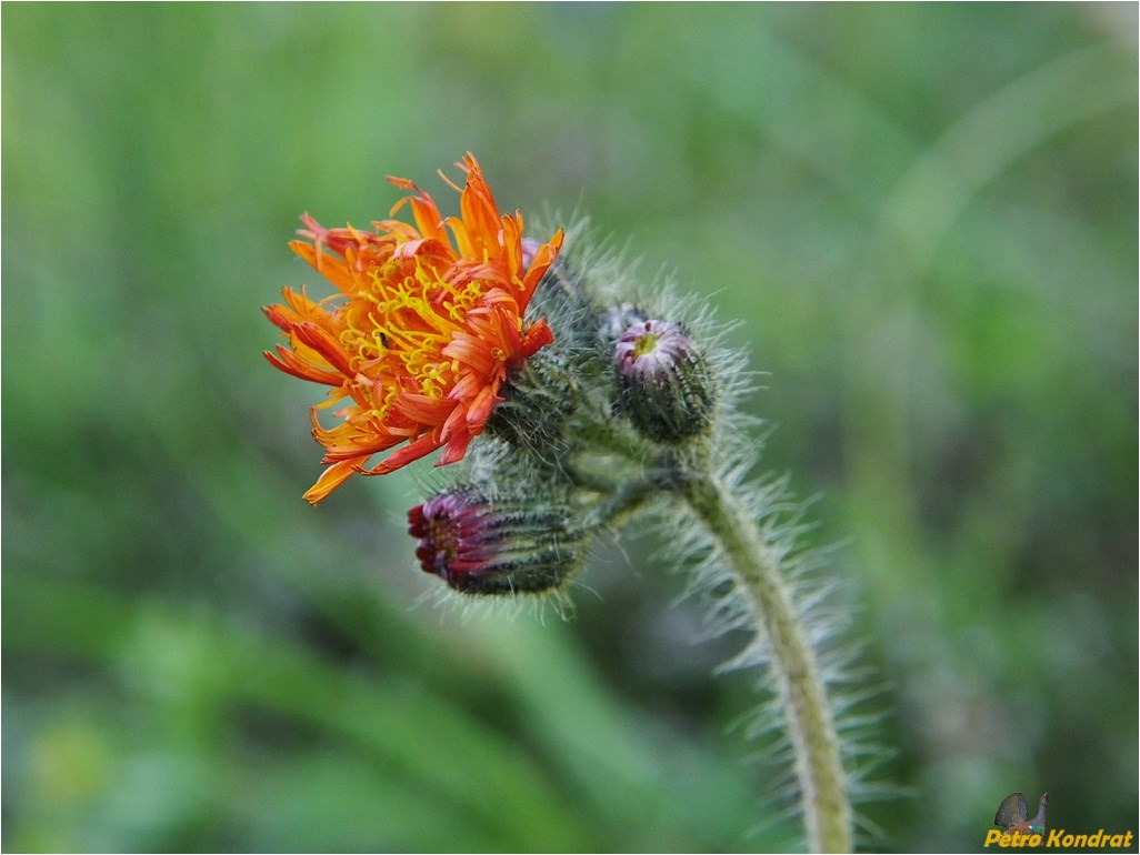 Изображение особи Pilosella aurantiaca.