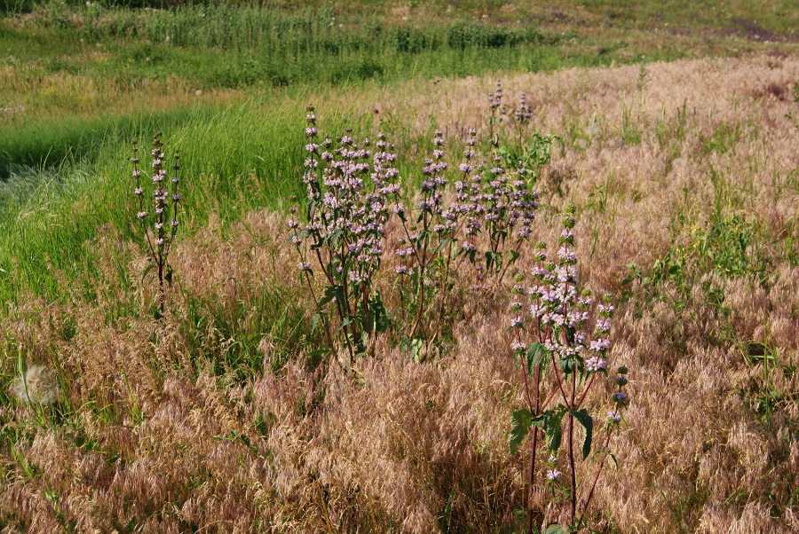 Image of Phlomoides tuberosa specimen.