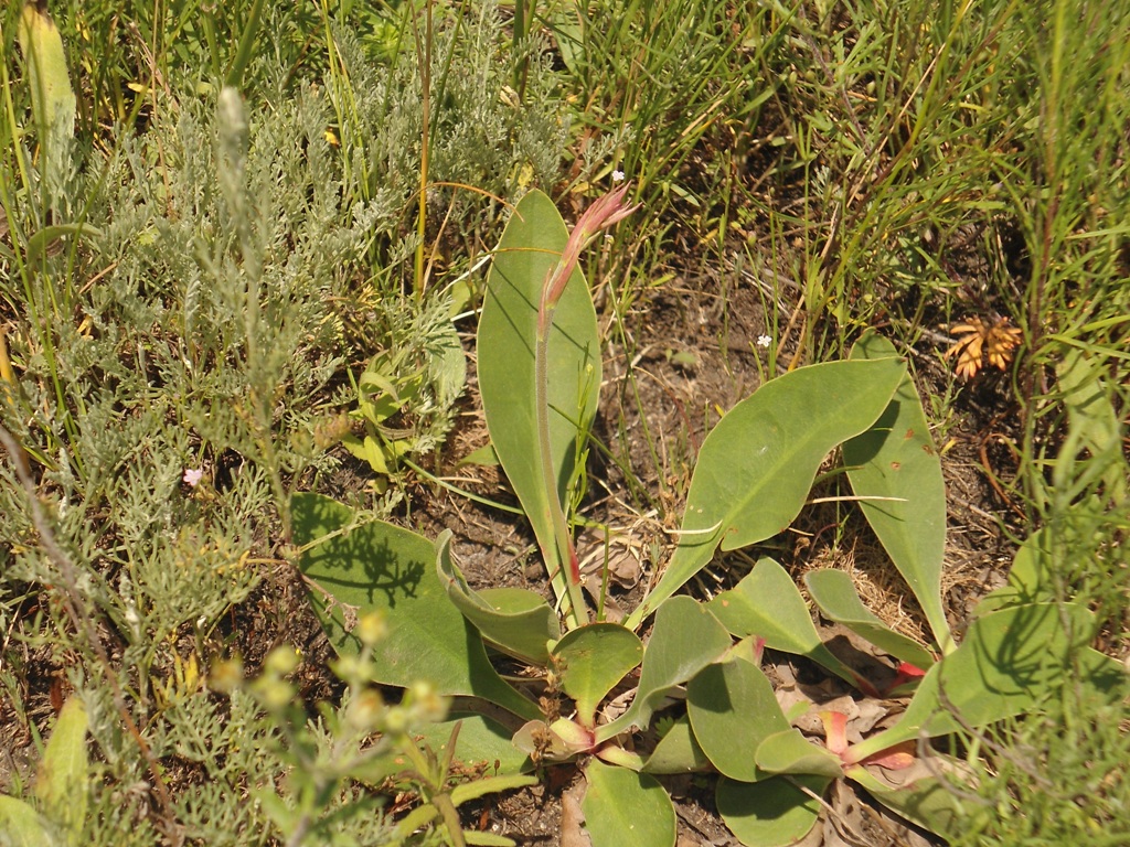 Image of Limonium donetzicum specimen.