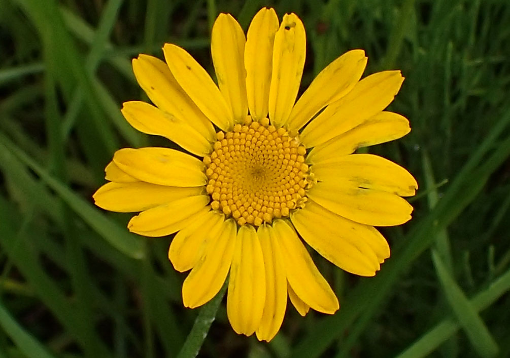 Image of Anthemis tinctoria specimen.