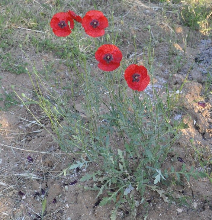 Image of Papaver rhoeas specimen.