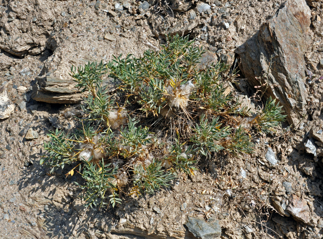 Image of Astragalus pterocephalus specimen.