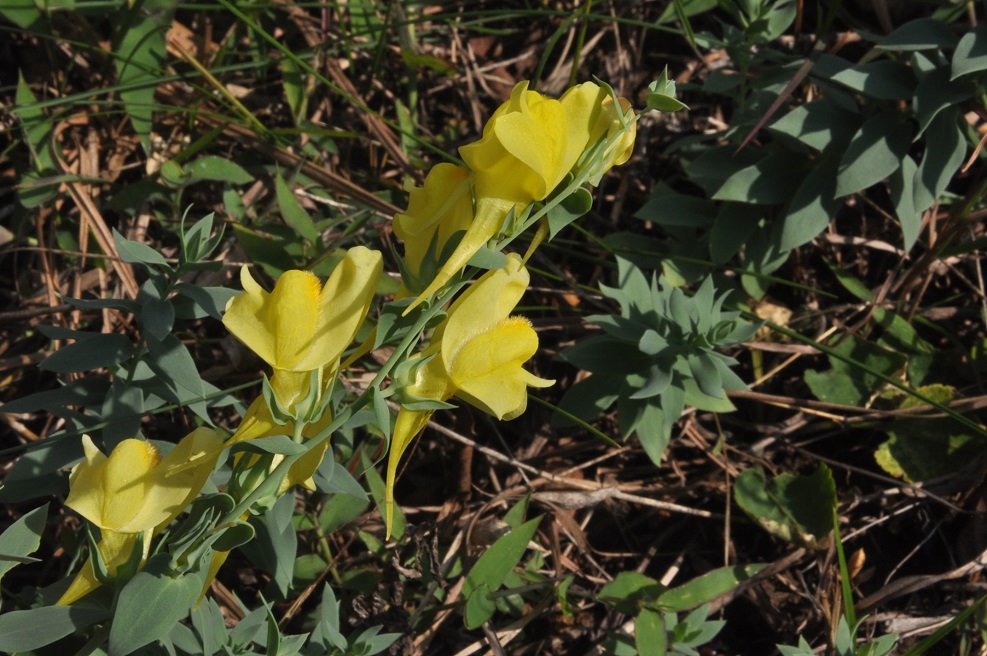 Image of genus Linaria specimen.