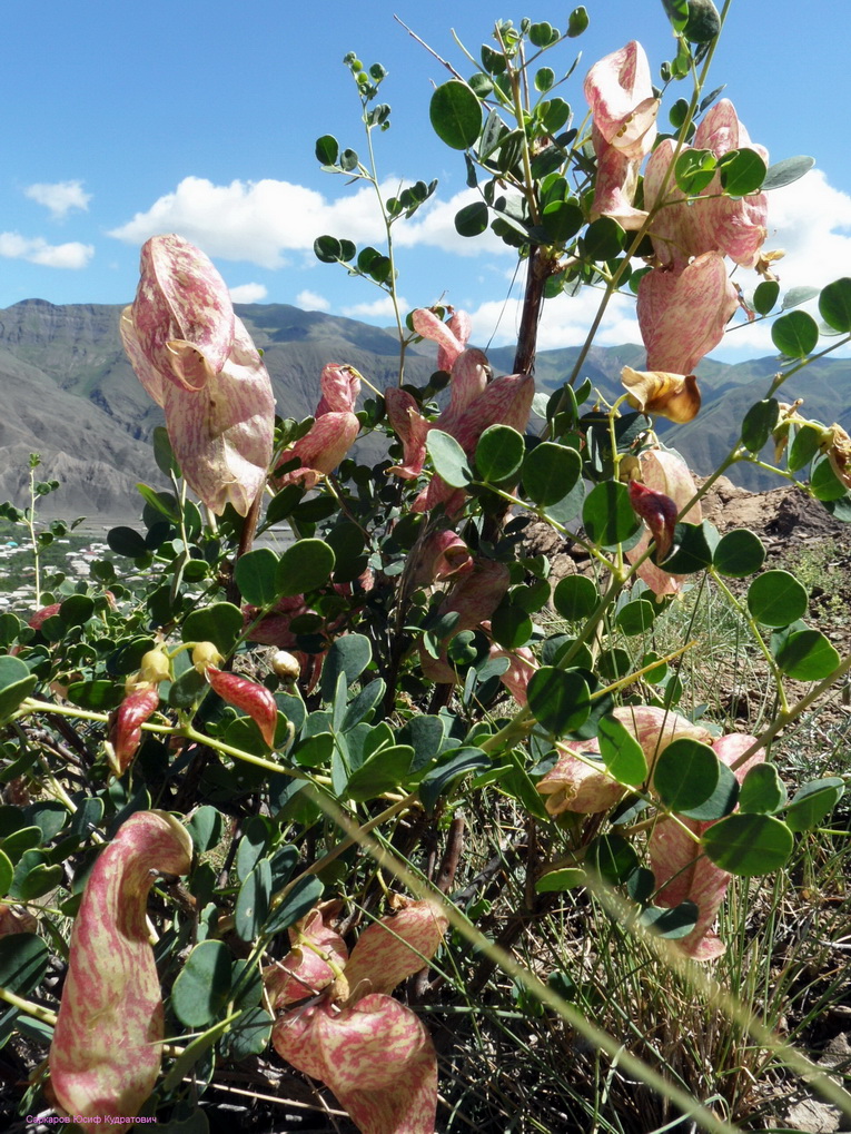 Изображение особи Colutea orientalis.