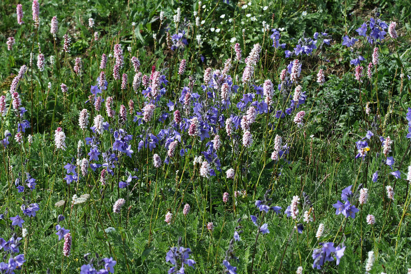 Изображение особи Polemonium acutiflorum.