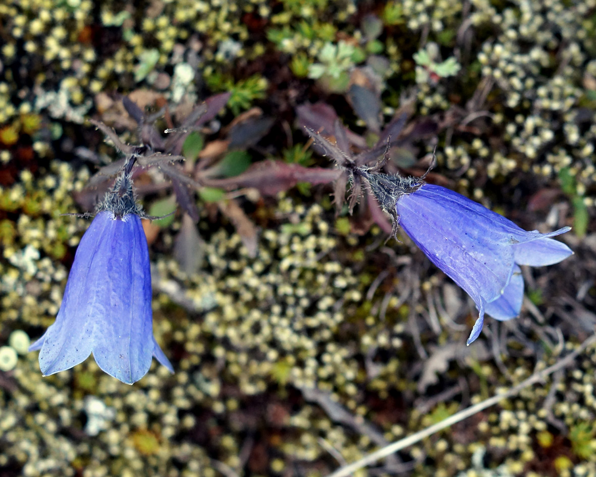 Image of Campanula lasiocarpa specimen.