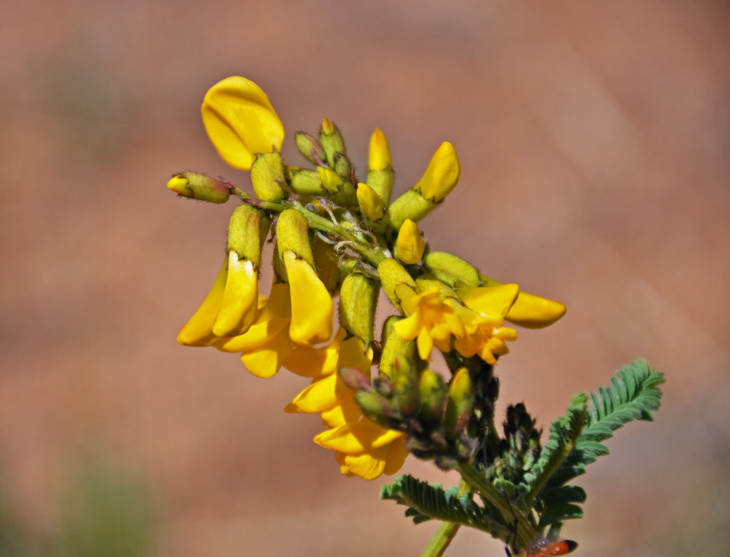 Image of Astragalus mongholicus specimen.