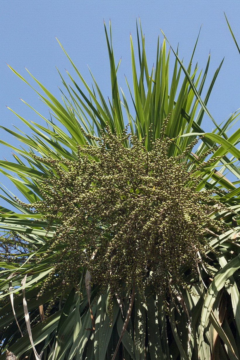 Image of Cordyline australis specimen.