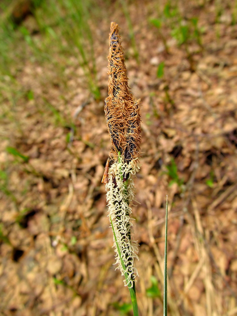 Изображение особи Carex omskiana.