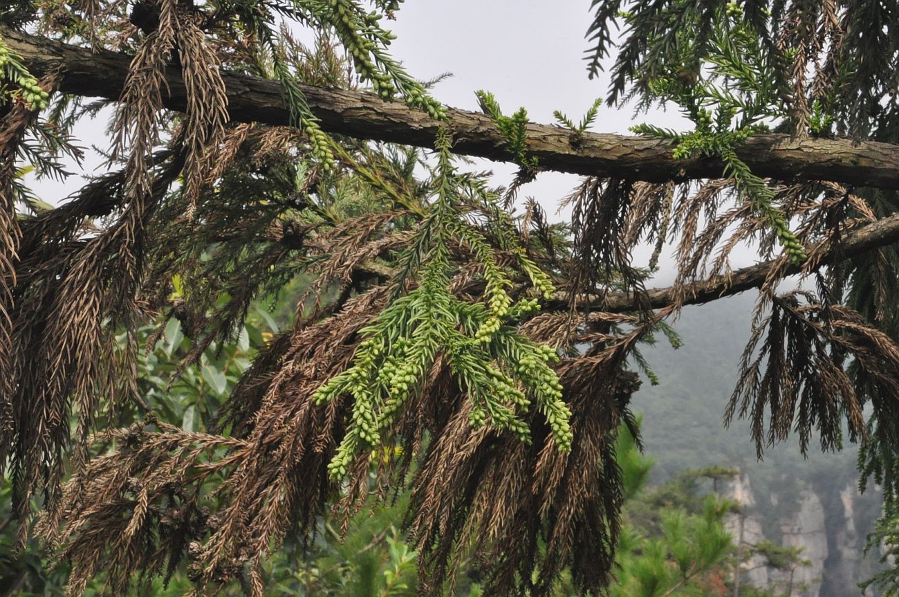 Изображение особи Cryptomeria japonica var. sinensis.