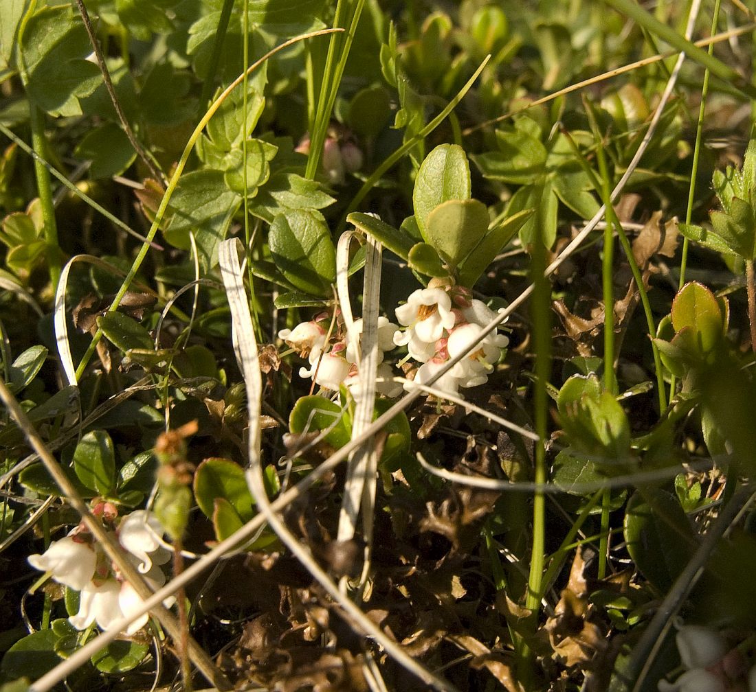 Image of Vaccinium vitis-idaea specimen.