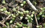 Artemisia santonicum