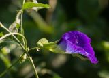 Clitoria ternatea