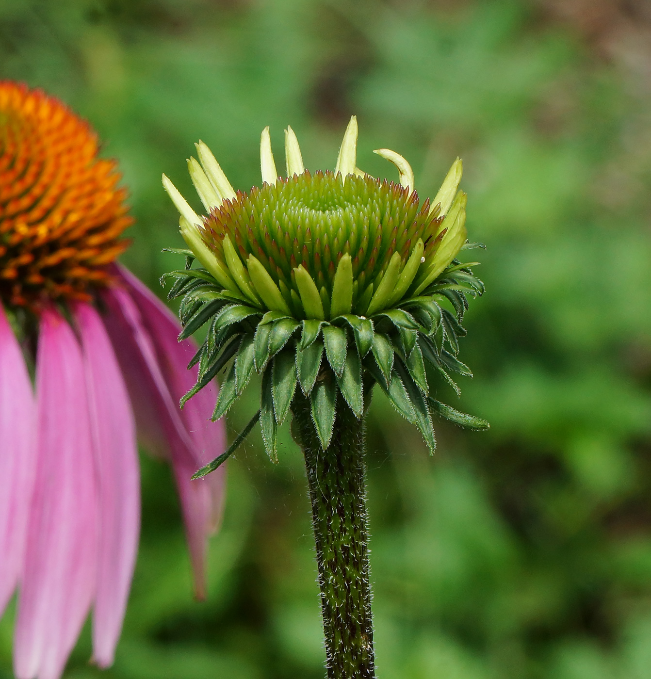 Image of Echinacea purpurea specimen.