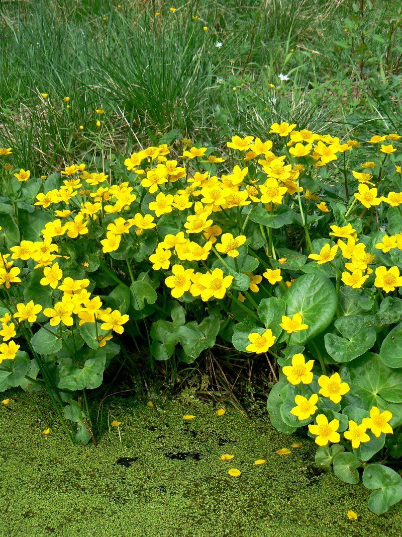 Image of Caltha palustris specimen.