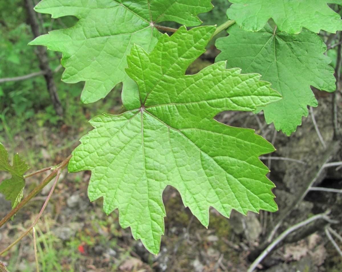 Изображение особи род Vitis.