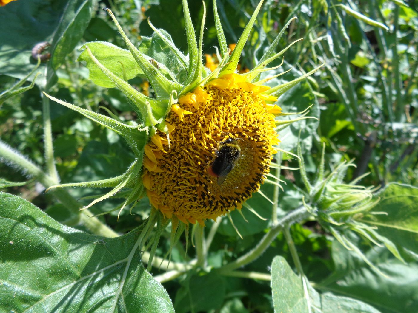 Image of Helianthus annuus specimen.